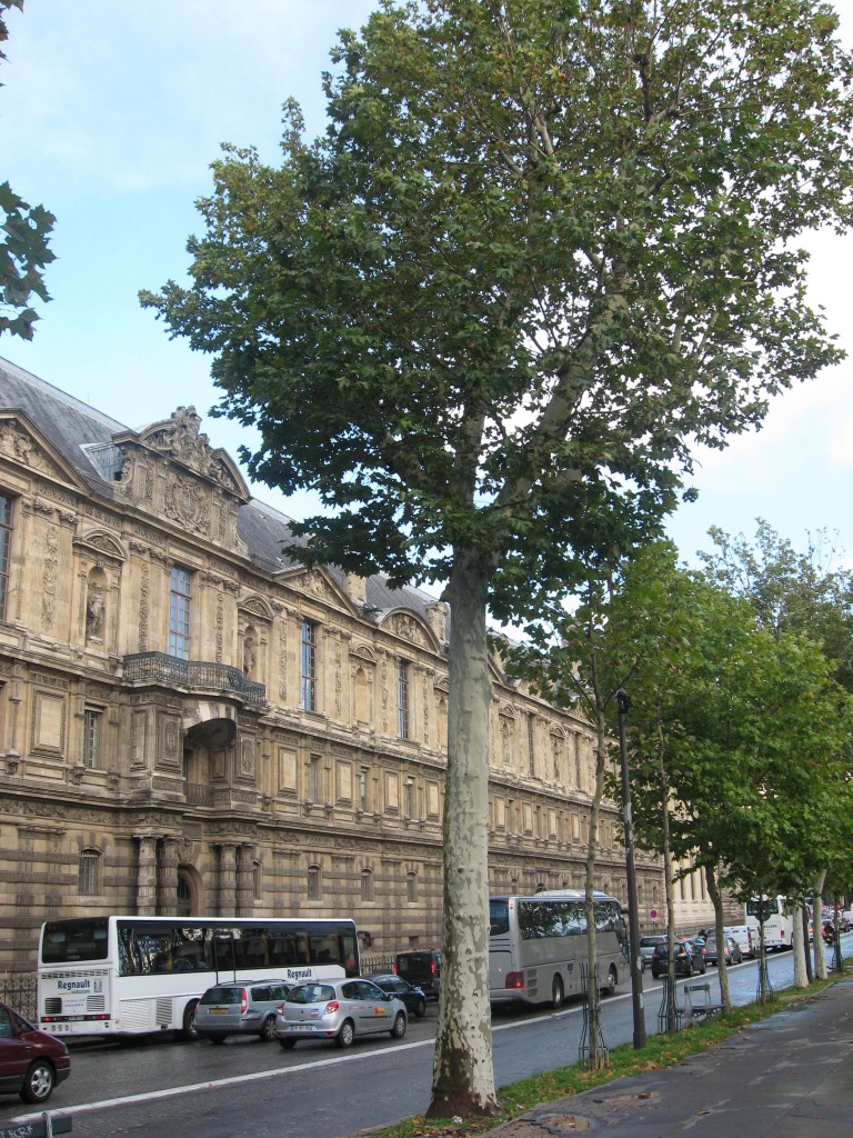 London Plane, near the Louvre, Paris, France