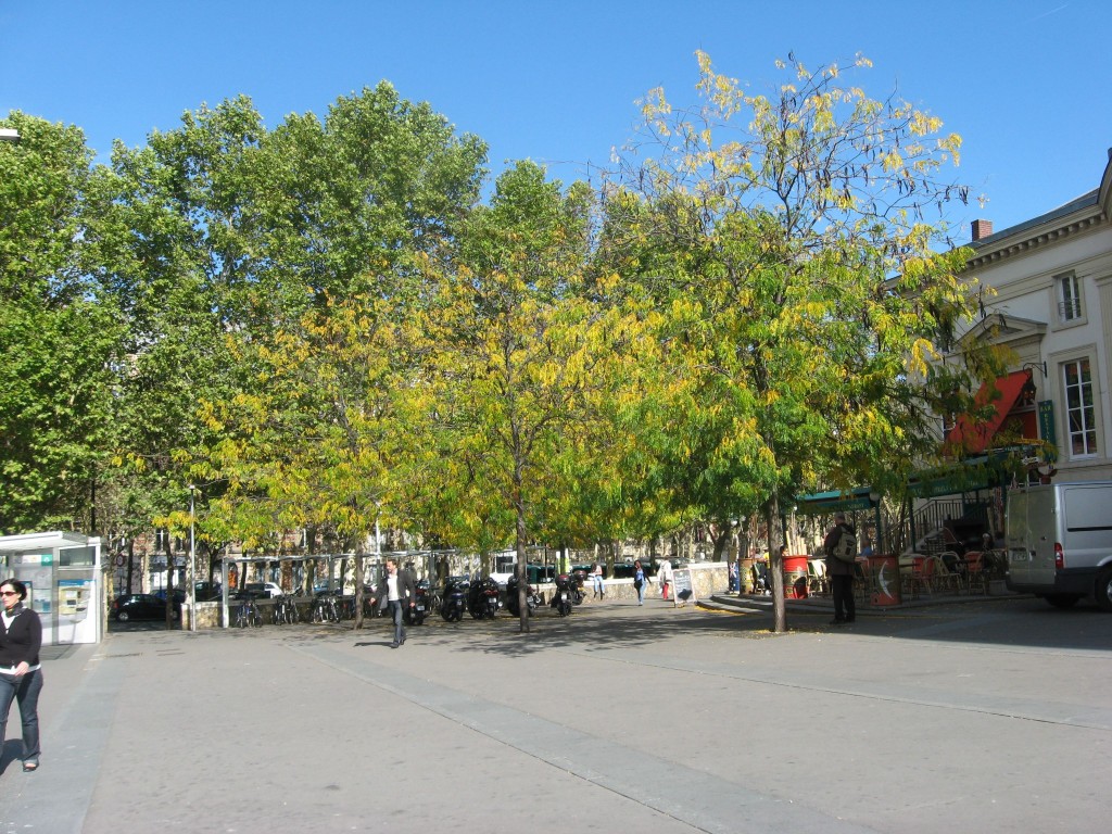 Honey Locust, Paris, France