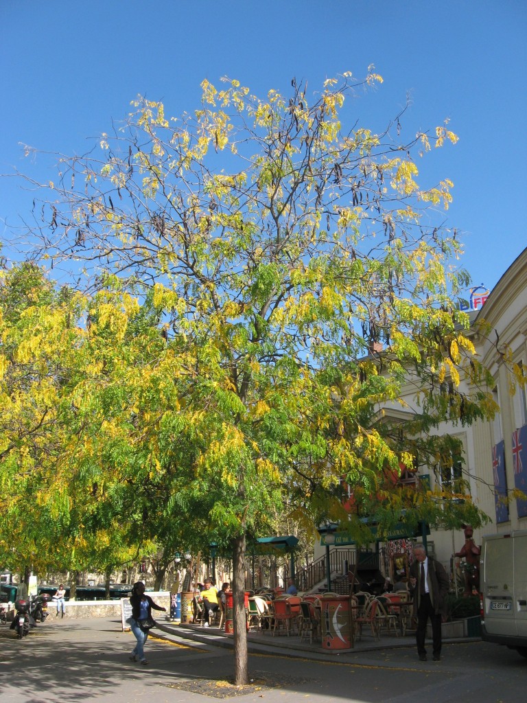 Honey Locust, Paris, France