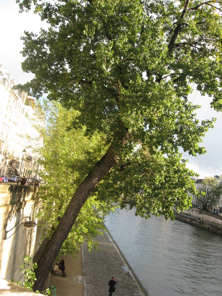 Linden tree, Paris, France