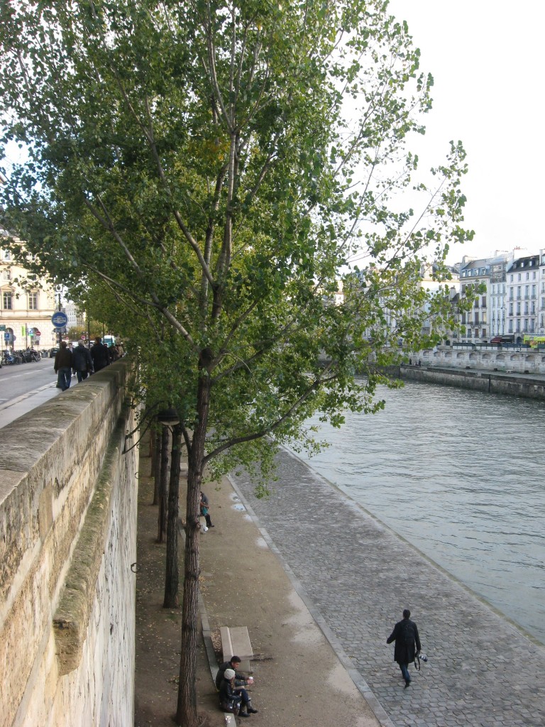 Linden tree, Paris, France