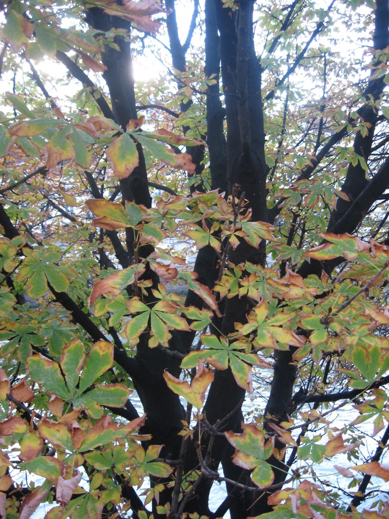 Horse Chestnut, Paris, France