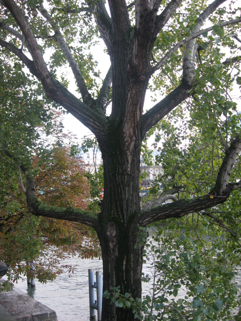 Linden tree, Paris, France