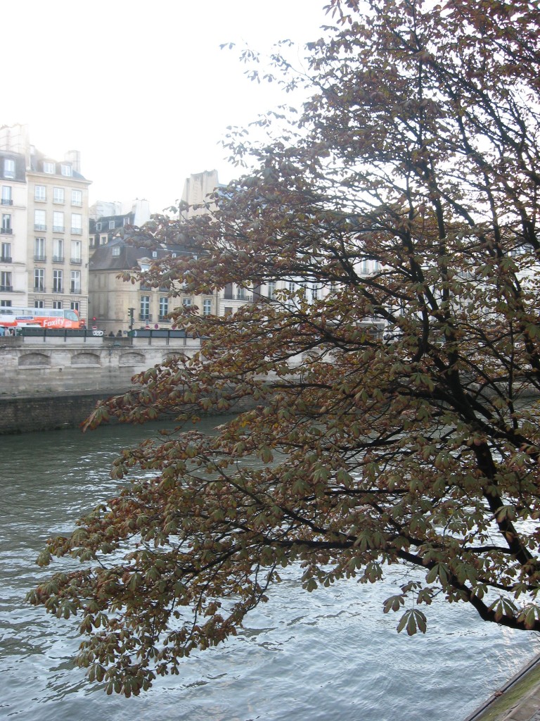 Horse Chestnut, Paris, France