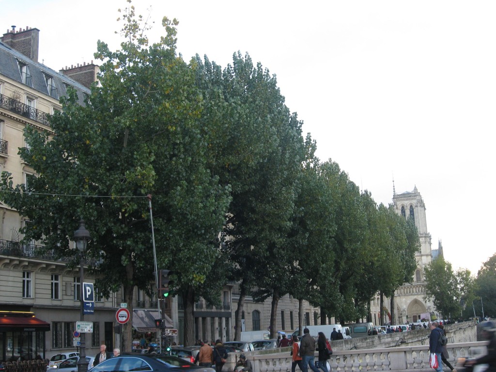 Linden tree, Paris, France
