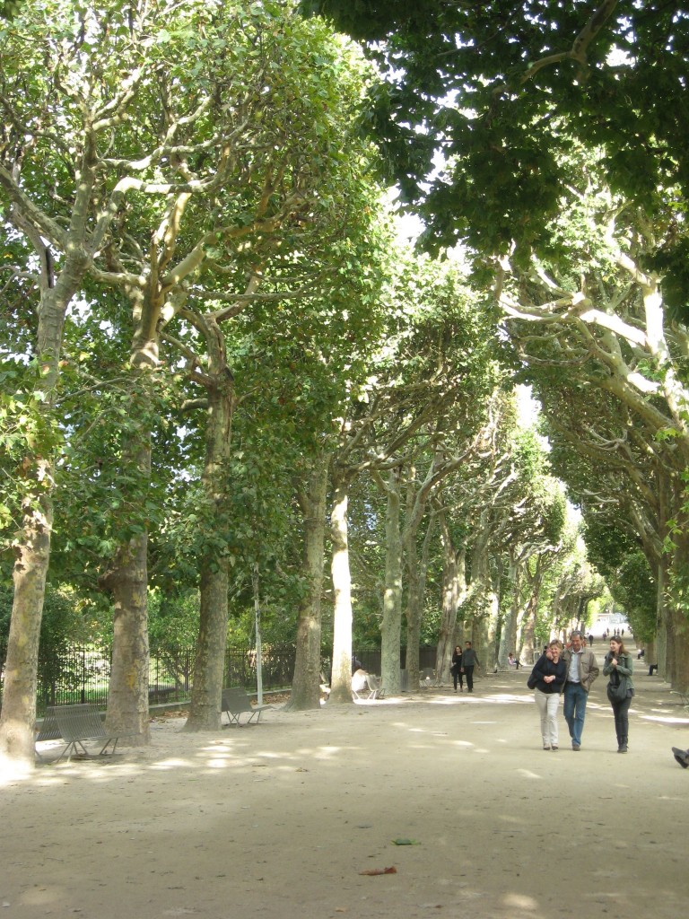 London Plane, Jardin Des Plantes, Paris, France