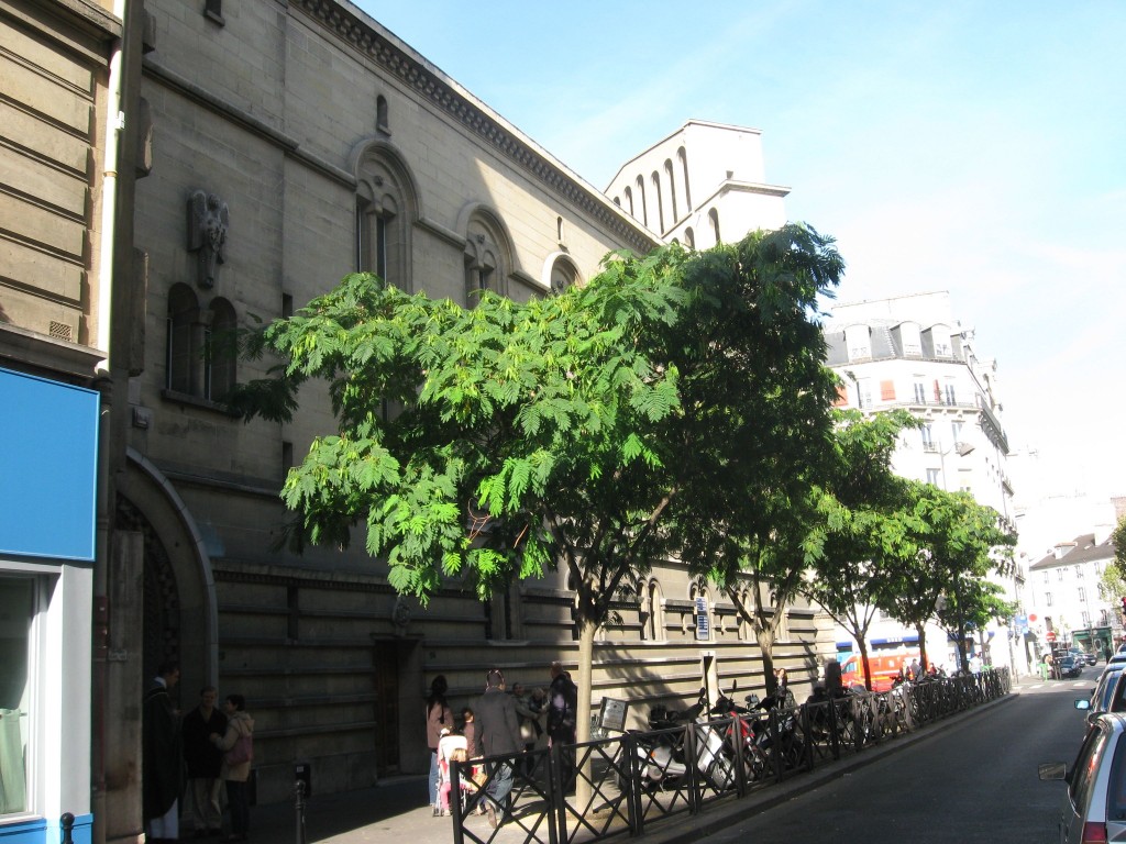 Mimosa Tree, Rue d'Armaille, Paris, France
