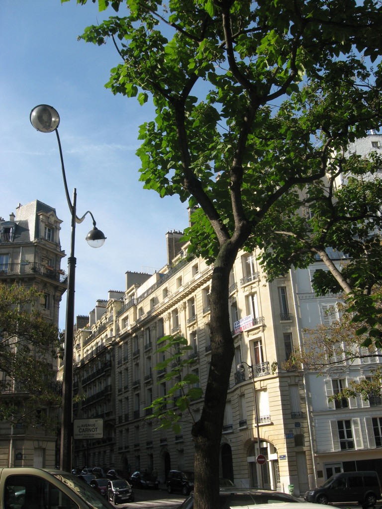 Empress Tree, Av Carnot, Paris, France