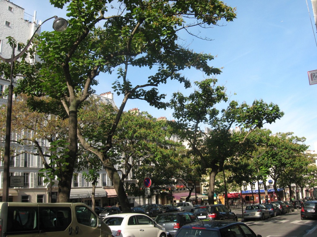 Empress Tree, Av Carnot, Paris, France