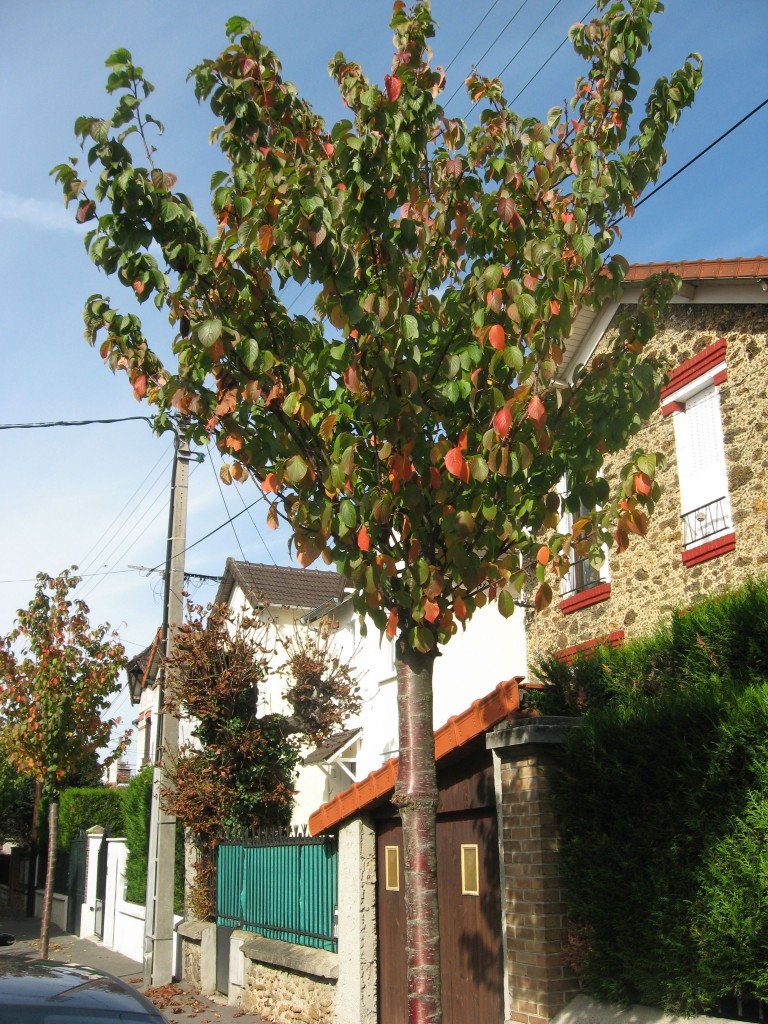 Cherry Trees, Le Raincy, near Paris, France