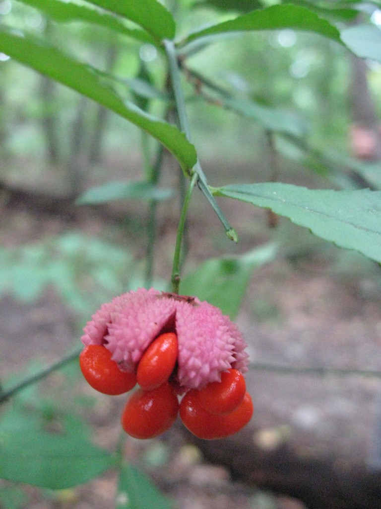 The native Euonymus americana, The Hearts-Bustin' or Strawberry Bush, Wissahickon Valley Park, Philadelphia