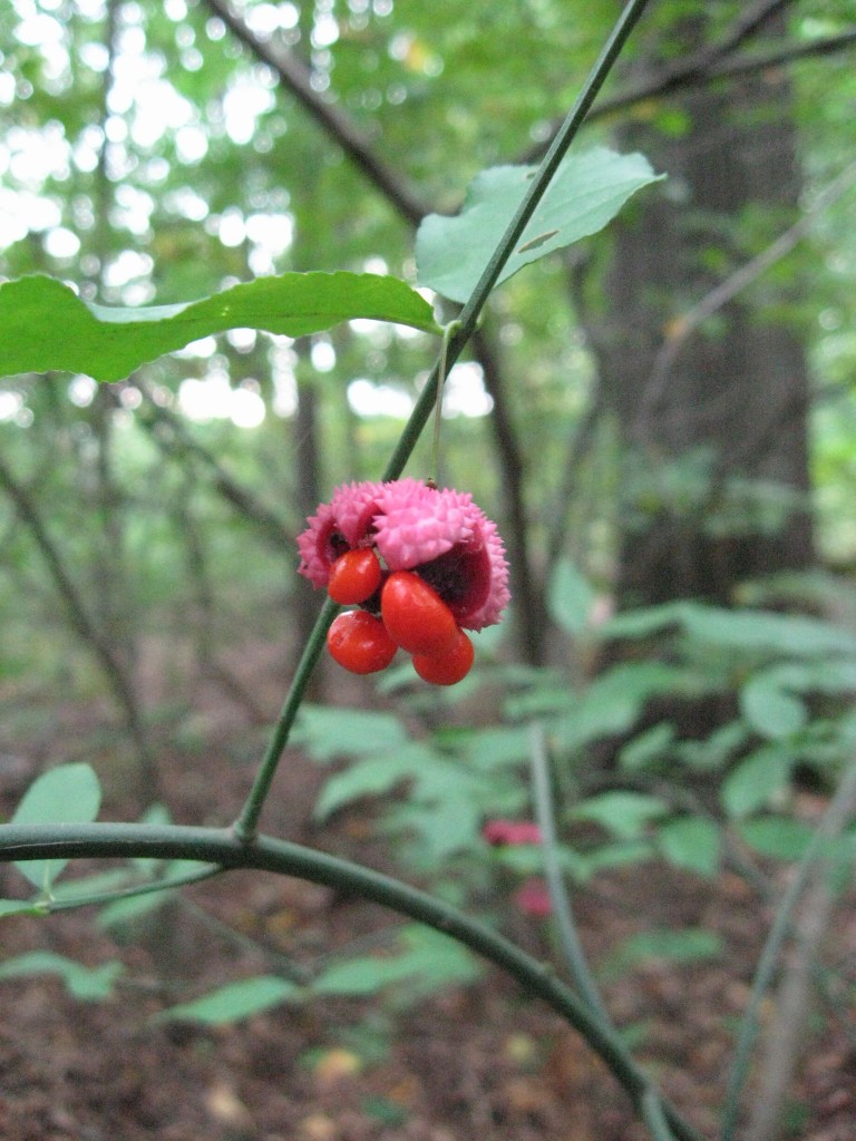 The native Euonymus americana, The Hearts-Bustin' or Strawberry Bush, Wissahickon Valley Park, Philadelphia