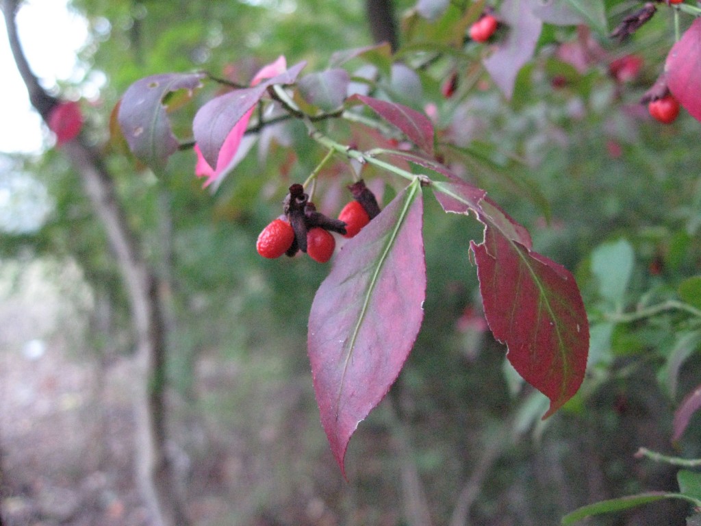 The invasive exotic Euonymus alatus, the Burning Bush,Morris Park, Philadelphia