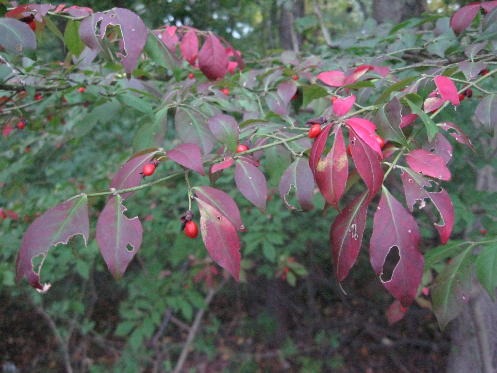 The invasive exotic Euonymus alatus, the Burning Bush, Morris Park, Philadelphia