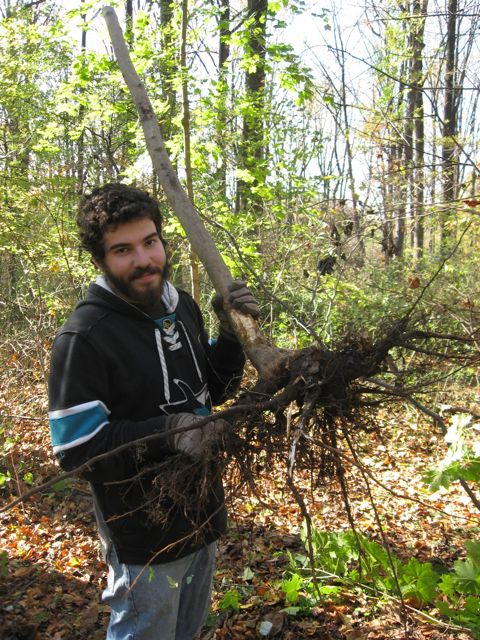  Jason Puglionesi removing the invasive exotic Norway Maple, which we found growing amidst the Euonymus alatus, Morris Park, Philadelphia