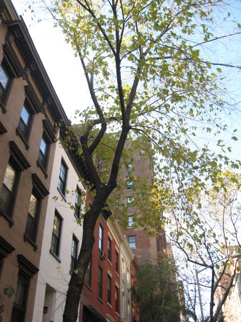 Upper East Side Street Trees, New York City