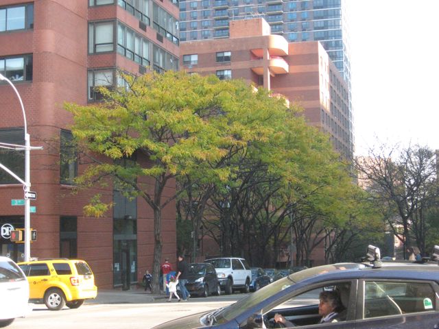   3rd Ave, Upper East Side of Manhattan