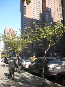 Upper East Side Street Trees, New York City