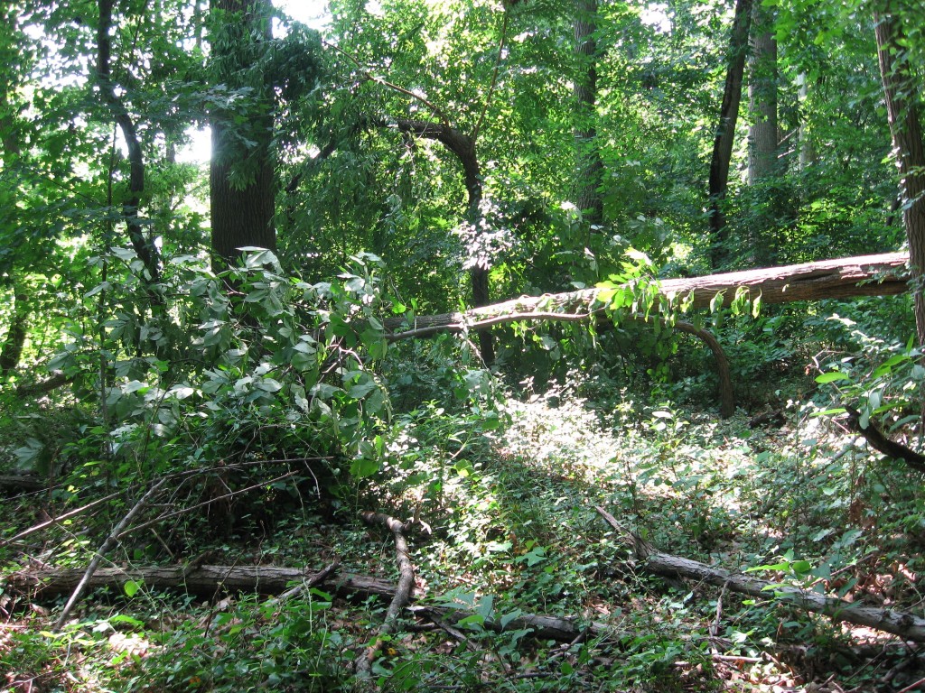 Hickory tree bent under dead Ash