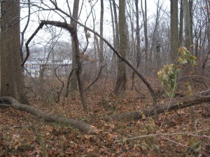 Hickory tree rescued from under dead Ash