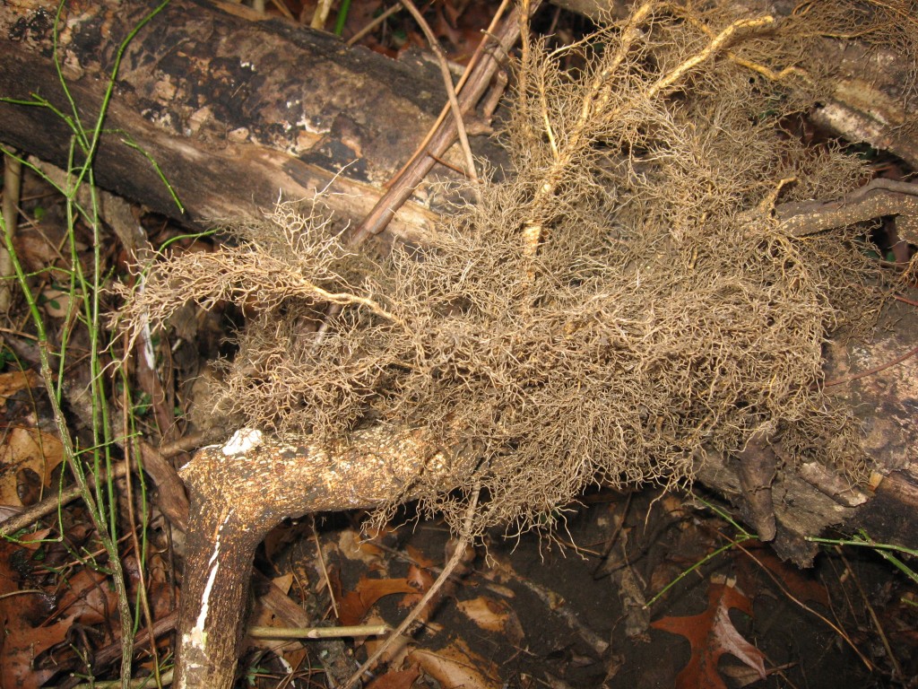 Root of Euonymus alatus, The Burning Bush, Morris Park, Philadelphia