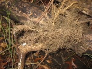 Root of Euonymus alatus, The Burning Bush, Morris Park, Philadelphia