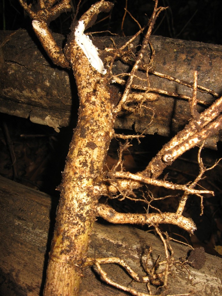 Root of Aralia elata, The Japanese Angelica Tree, Morris Park, Philadelphia