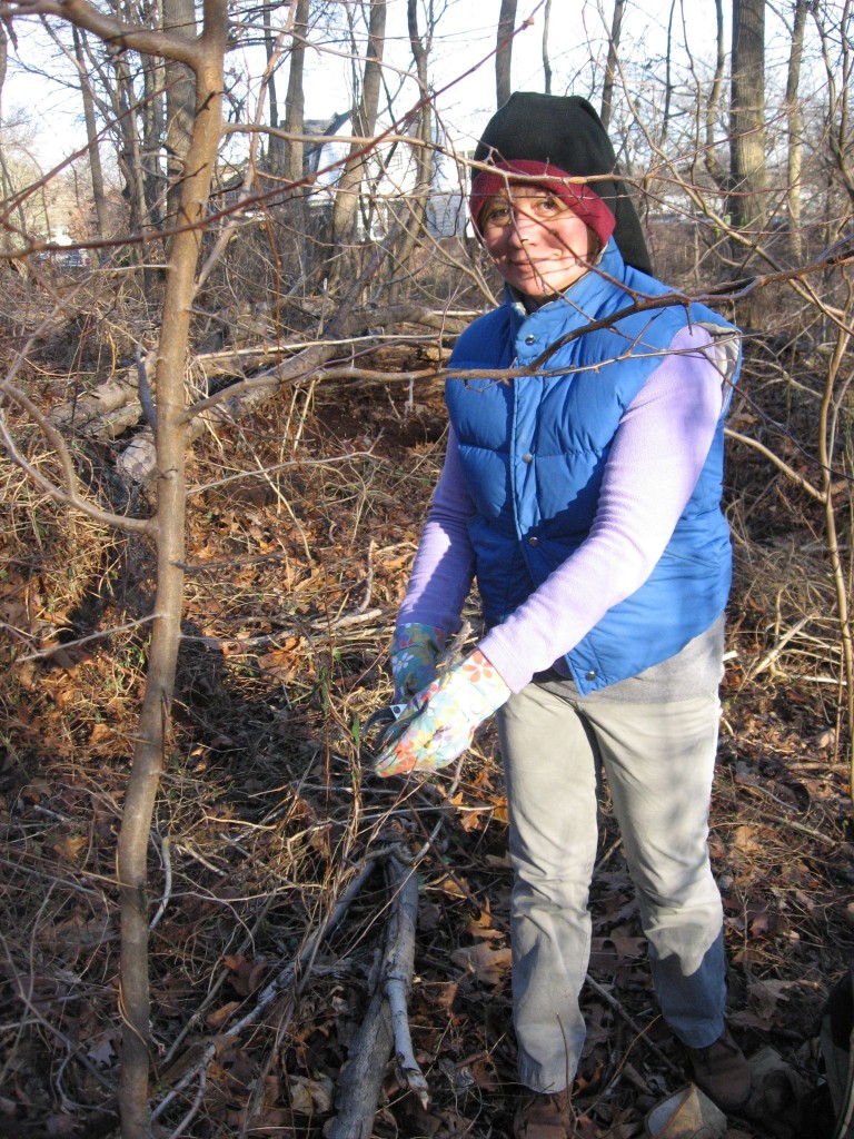 Volunteer Isabelle Dijols removes Japanese Honeysuckle from Spicebush in Morris Park, Philadelphia