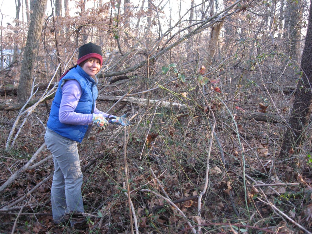 Isabelle Dijols removes invasive Multiflora rose,Morris Park, Philadelphia