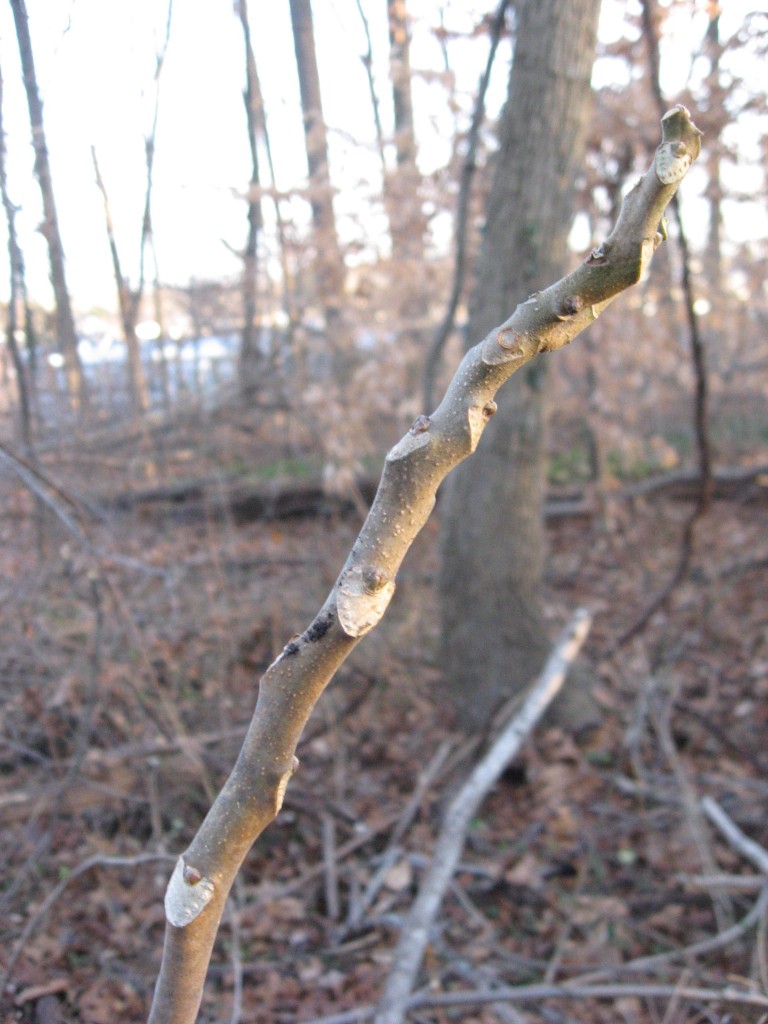 Tree-of -Heaven, Morris Park, Philadelphia