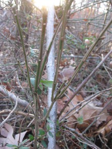 Euonymus alatus, The Burning Bush, Morris Park, Philadelphia