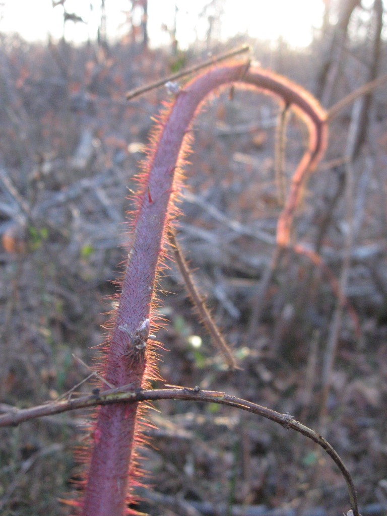 Morris Park, Philadelphia, Wineberry