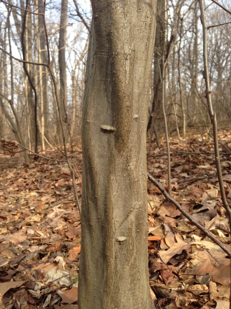 Hornbeam