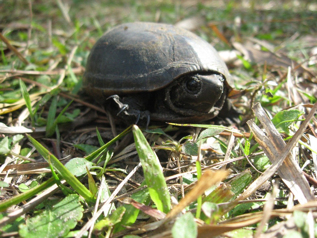 Lower Suwannee National Wildlife Refuge 