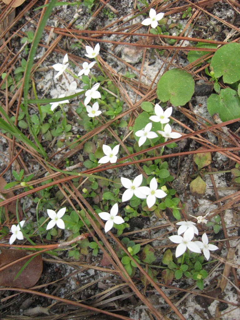 Lower Suwannee National Wildlife Refuge 