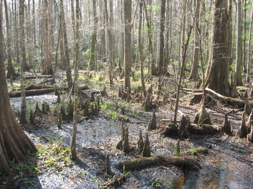 Lower Suwannee National Wildlife Refuge 