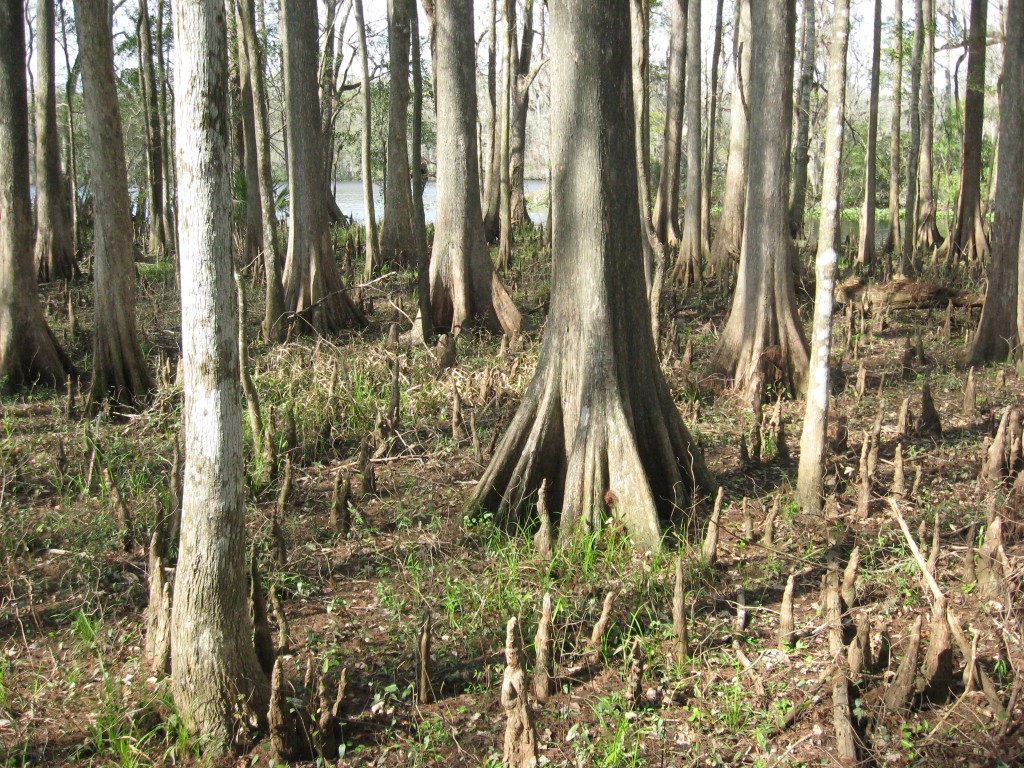 Lower Suwannee National Wildlife Refuge 