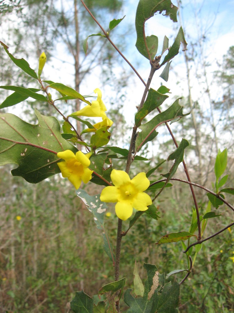 Carolina Jasmine