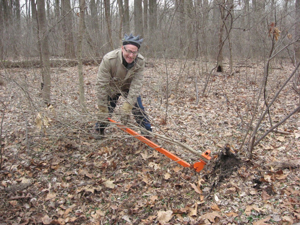 Our annual Japanese Angelica Tree workday