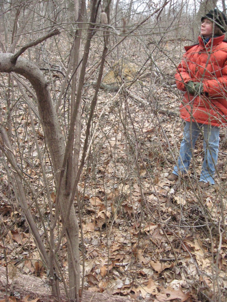  Our annual Japanese Angelica Tree removal workday