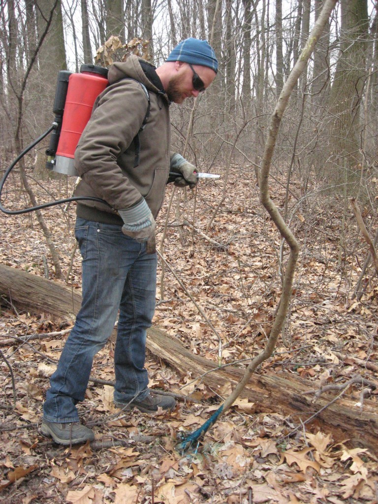 Our annual Japanese Angelica Tree removal workday