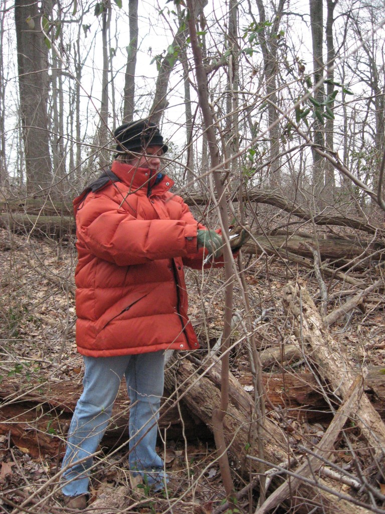 Our annual Japanese Angelica Tree removal workday