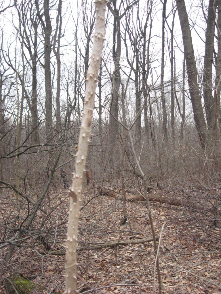 Our annual Japanese Angelica Tree removal workday