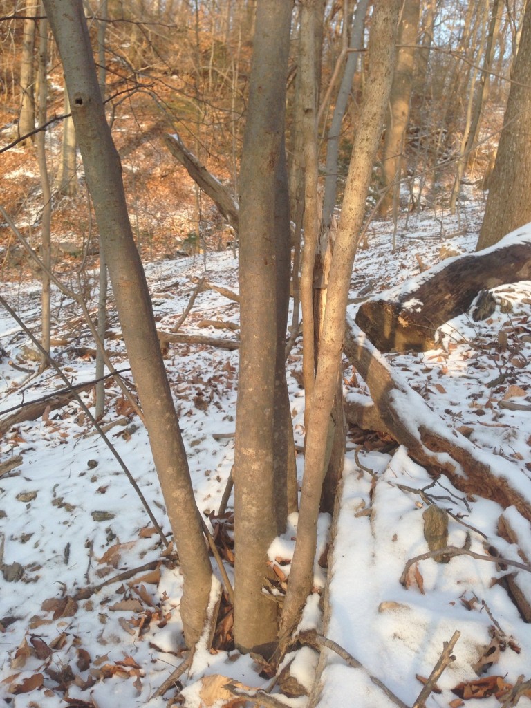 Witch-Hazel