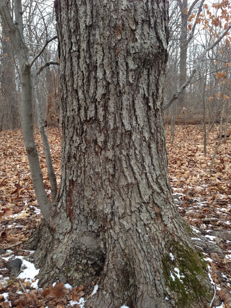 Red Maple