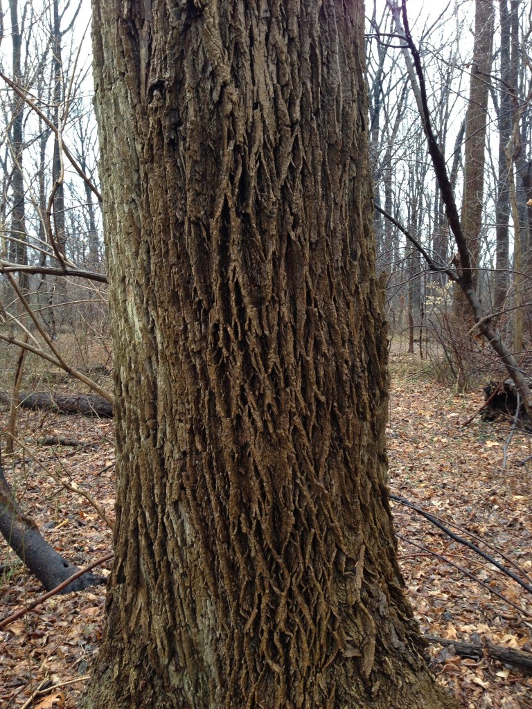 White Ash, Fraxinus americana