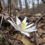 Bloodroot Blooms In Morris Park, Philadelphia. WWW.THESANGUINEROOT.COM