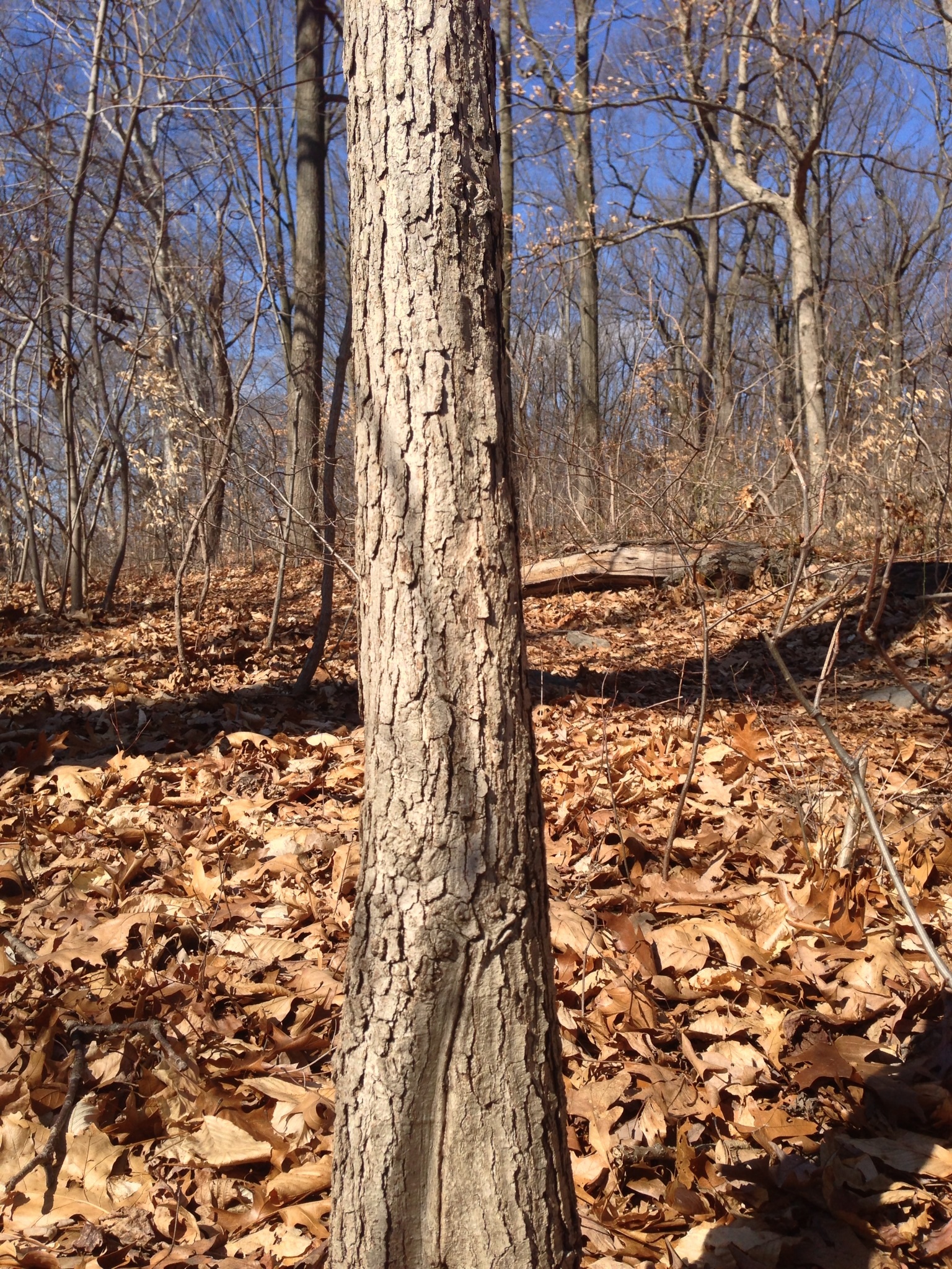 white oak bark