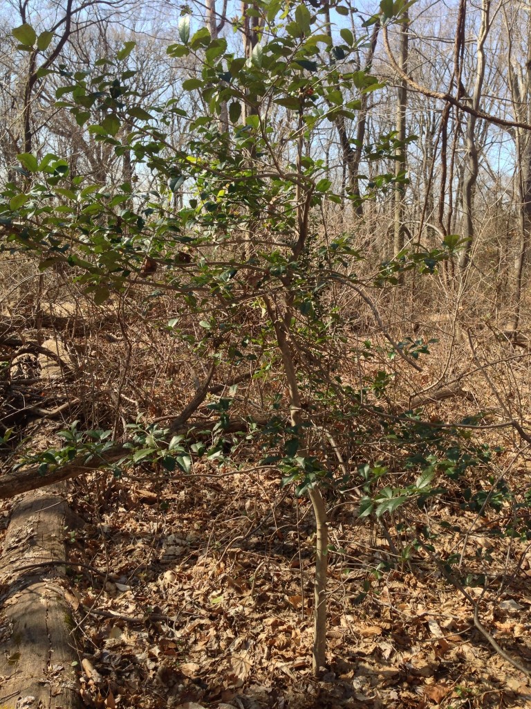 American Holly