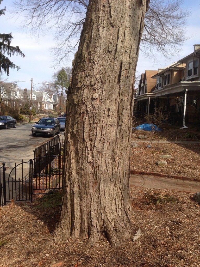 Sugar Maple, Bark and trunk.  (Acer saccharum) Note the flaking elongated platelets with a vertical orientation on the notably furrowed grayish brown bark on this mature specimen, growing in an ornamental setting. Photo taken in the Sanguine Root woodland garden, Morris Park Road, March 15, 2013. www.thesanguineroot.com